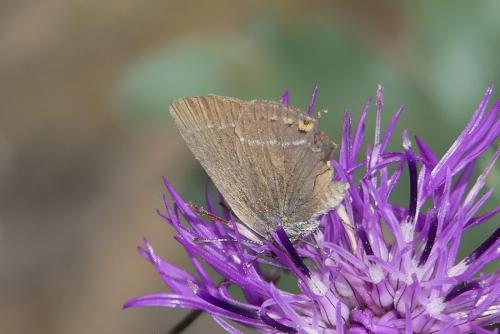 Réf. 213 178 : Satyrium spini